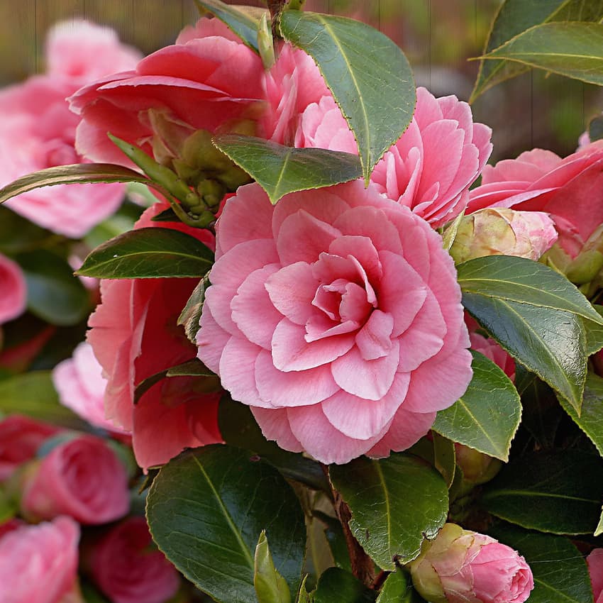 fleur camélia rose